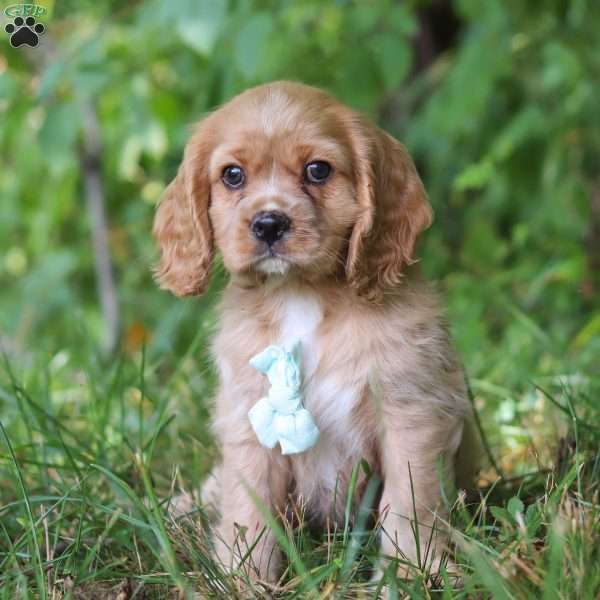 Frankie, Cocker Spaniel Puppy